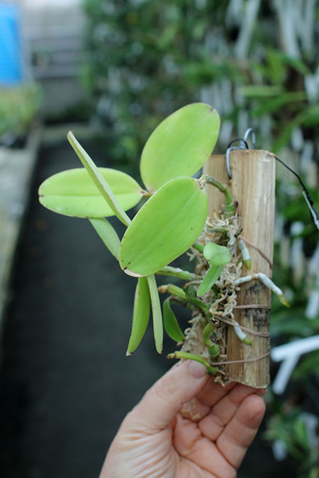 Cattleya aclandiae 'Oxente'.jpg