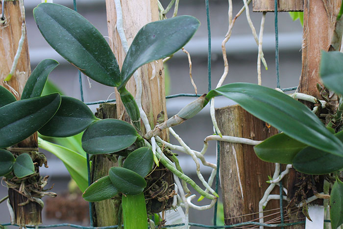 Cattleya schilleriana 'Shimoda' x Laelia pumila boa f (Z-1028).jpg