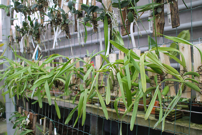 Miltonia spectabilis.jpg