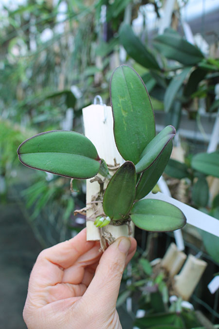 Cattleya schilleriana (tipo 'Aphri' x caerulea 'Sto Antonio').jpg