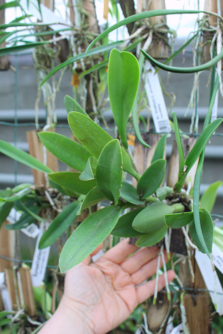 Cattlianthe Tiny Treasure 'Star Amethyst'.jpg