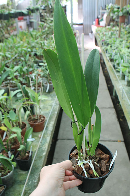 Cattleya warscewiczii.jpg