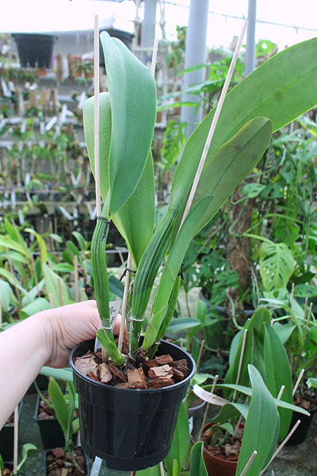 Cattleya The Pearl Semialba (gaskelliana x rex).jpg