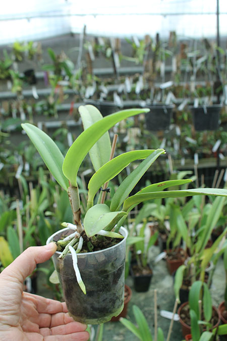 Cattleya maxima semi-alba 'La Pedrena'.jpg