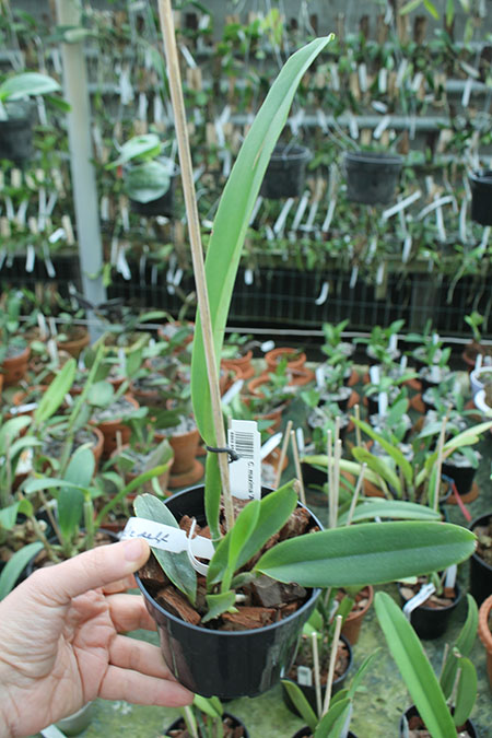 Cattleya maxima 'Alice' x self.jpg
