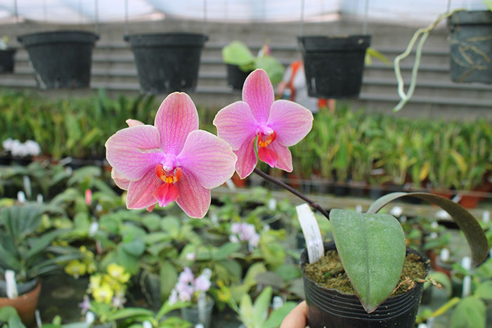 Phalaenopsis Sara Lee x Taipei Gold.jpg