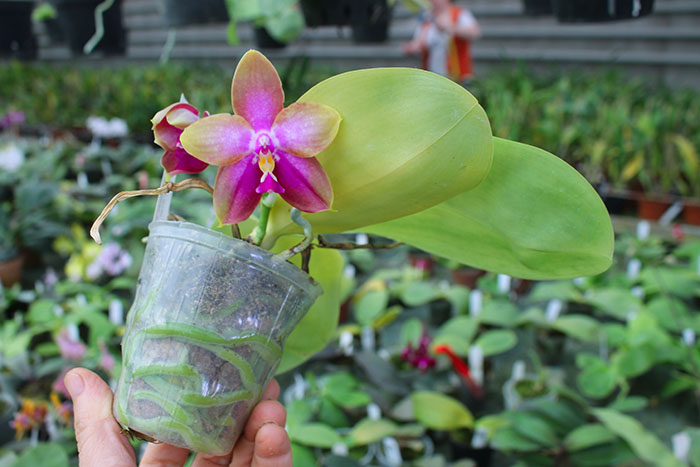 Phalaenopsis LD's Bear King 'YK-14' x Miro Super Star.jpg