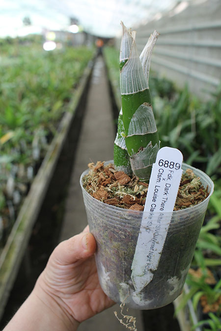 Fredclarkeara Dark There After 'SVO Winter Night' x Catasetum Louise Clarke 'SVO'.jpg