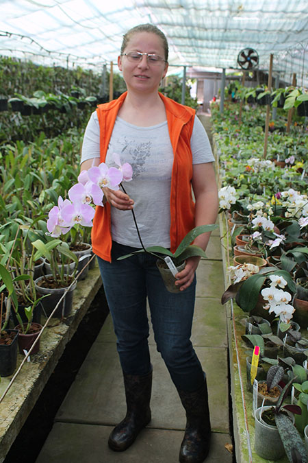 Phalaenopsis sanderiana.jpg