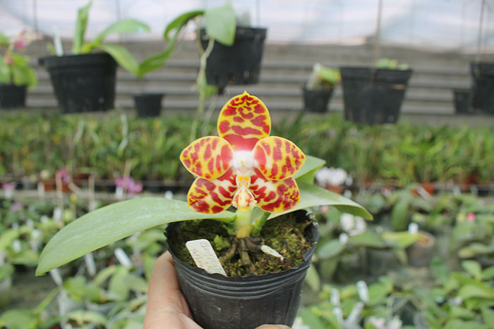 Phalaenopsis Yaphon Nicegirl x Zheng Min Tyrannosaurus.jpg