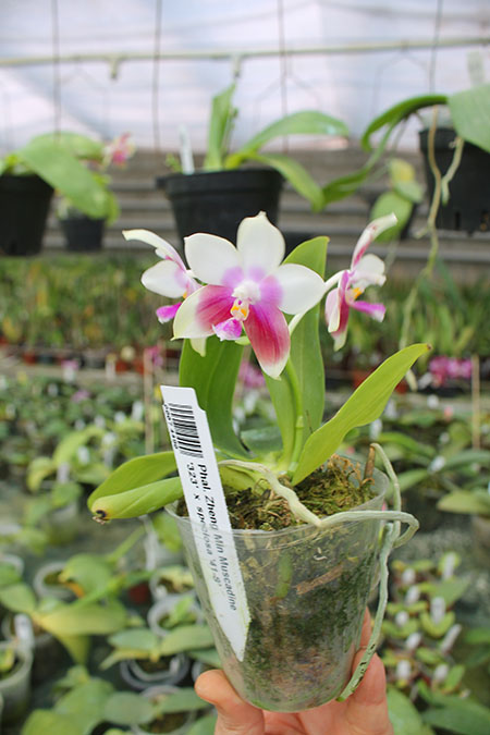 Phalaenopsis Zheng Min Muscadine '323' x speciosa '41-S'.jpg