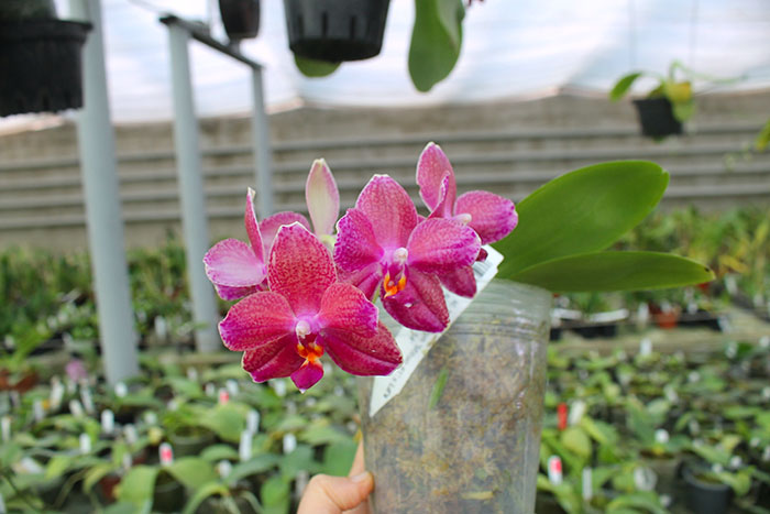 Phalaenopsis Mituo Sun 'Mituo #1' x Ld's Bear King 'YK-14'.jpg
