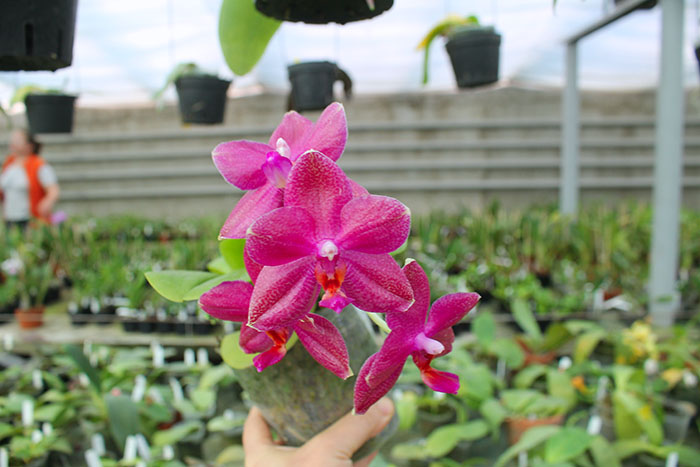 Phalaenopsis Mituo Sun 'Mituo #1' x Ld's Bear King 'YK-14'.jpg