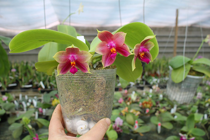 Phalaenopsis Miro Super Star 'Rainbow' x Mituo Prima 'Mituo #1'.jpg