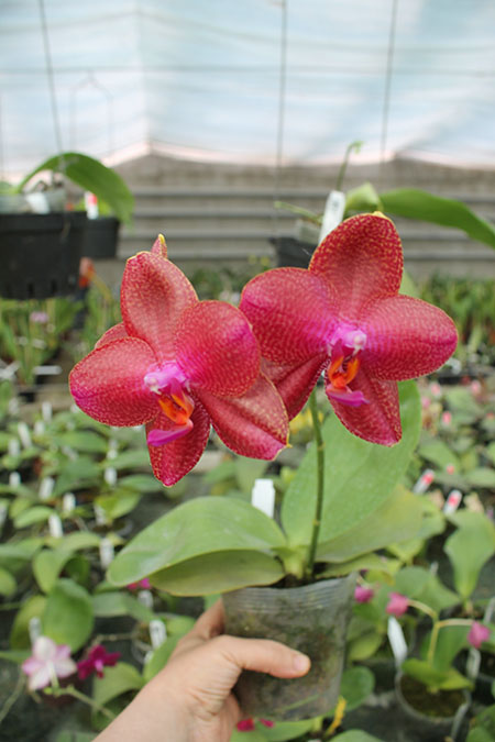 Phalaenopsis Mituo Sun 'Mituo #1' x Ld's Bear King 'YK-14'.jpg