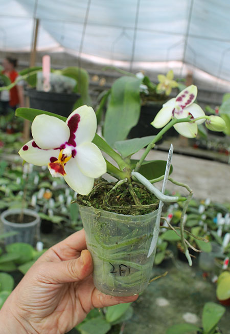 Phalaenopsis Mituo Flare Peacock x Yungho Gelb Canary.jpg