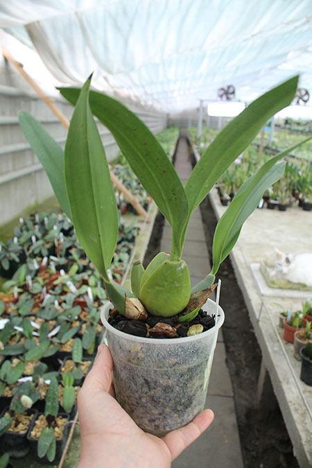 Cuitlauzina pendulum.jpg