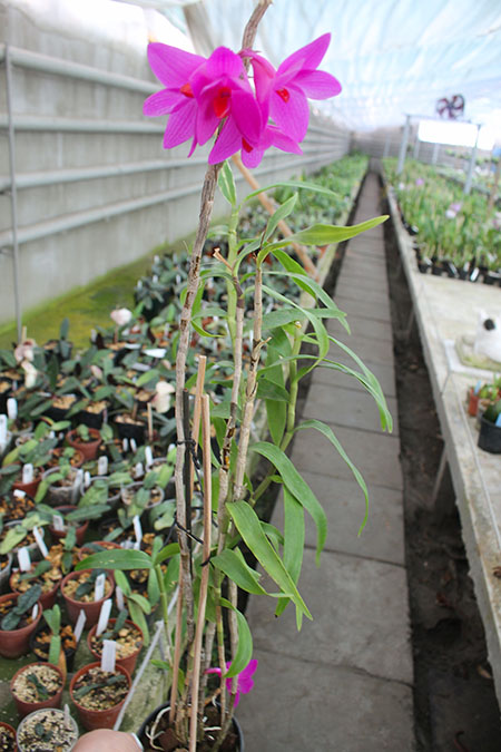Dendrobium sulawesii.jpg