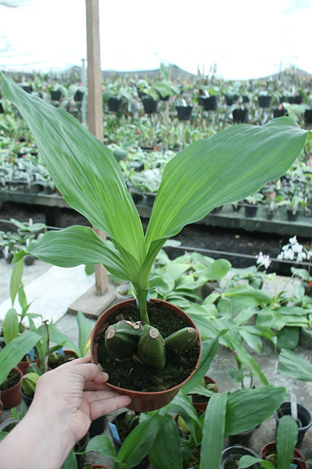 Lycamerlycaste Procyon (campbellii x nana).jpg