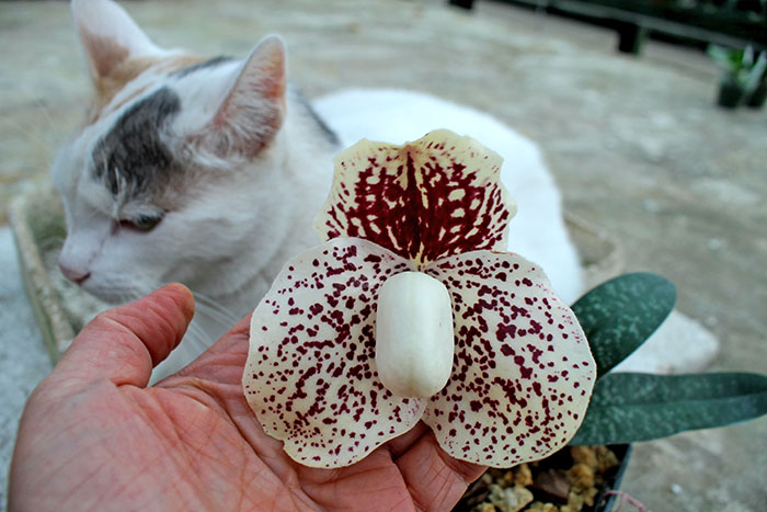 Paphiopedilum godefroyae P729.jpg
