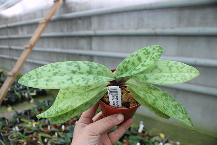 Paphiopedilum Hung Sheng Flame x Hung Sheng Ruby.jpg