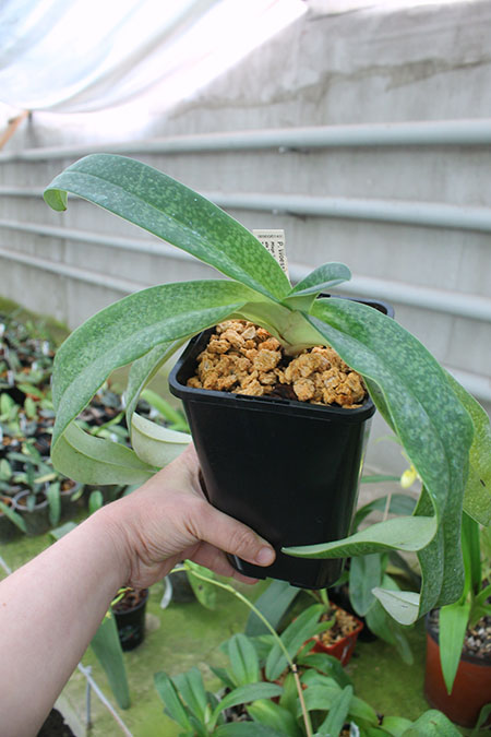 Paphiopedilum Woessner Kologod.jpg