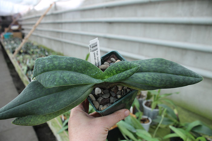 Paphiopedilum Joyce Hasegawa (delenatii x emersonii).jpg