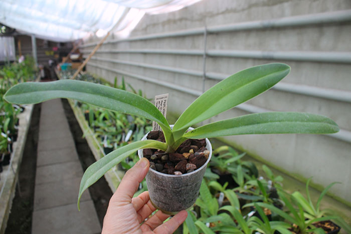 Paphiopedilum stonei x anitum.jpg