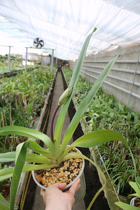 Paphiopedilum Hung Sheng Eagle x rothschildianum.jpg