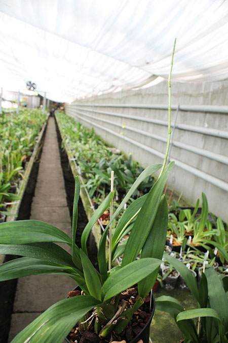 Odontoglossum trilobum x Odontocidium Tiger Glow.jpg