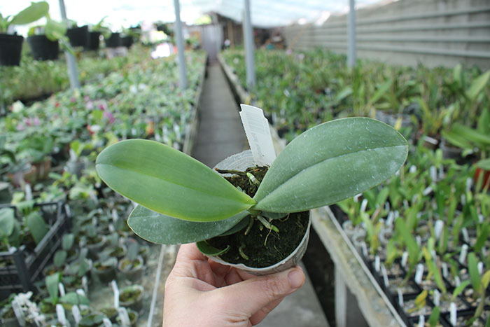 Phalaenopsis kunstleri.jpg