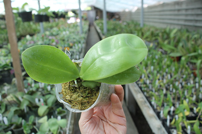 Phalaenopsis KS Super Zebra 'WR‘ (clone).jpg