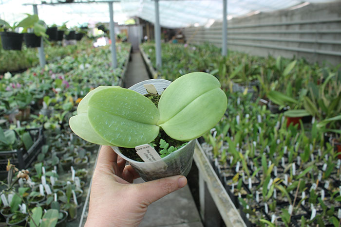 Phalaenopsis KS Happy Eagle x Zheng Min Tyrannosaurus.jpg