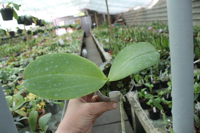 Phalaenopsis Joy spring Tina 'Tina'.jpg