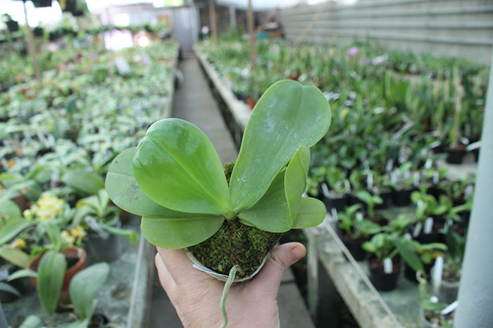 Phalaenopsis Chienlung Jewel Parrot.jpg