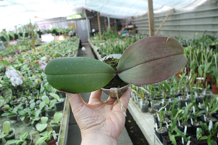 Phalaenopsis gigantea x Tying Sin Popularity.jpg
