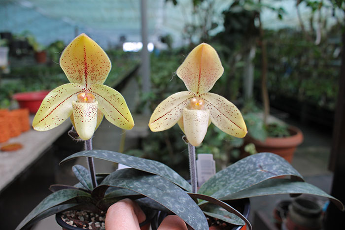 Paphiopedilum concolor striatum.jpg