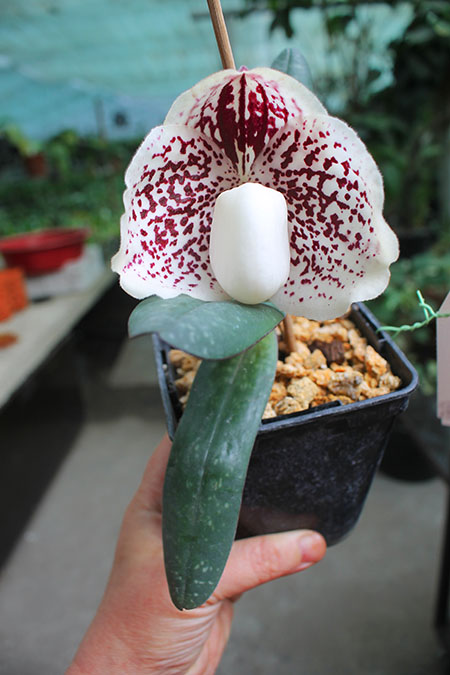 Paphiopedilum godefroyae P747.jpg
