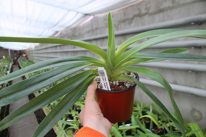 Paphiopedilum rothschildianum 'Sam's Best' x 'Raptor'.jpg