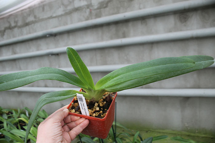 Paphiopedilum rothschildianum x emersonii.jpg