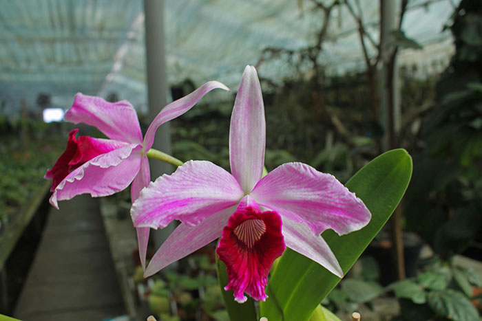 Laelia purpurata sanguinea x striata.jpg