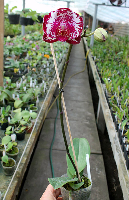 Phalaenopsis Lianher Focus.jpg