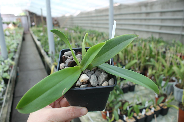 Cattleya dowiana 'Rosita'.jpg