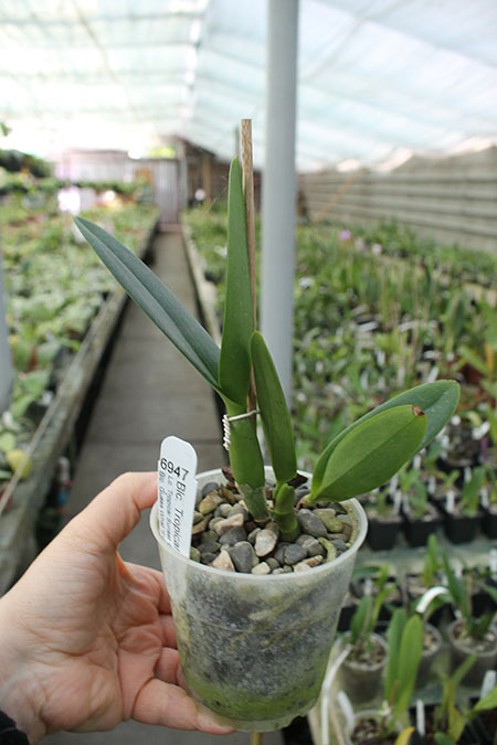 Brassolaeliocattleya Tropical Upgrade.jpg