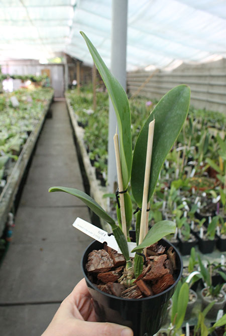 Laeliocattleya Ericoi.jpg