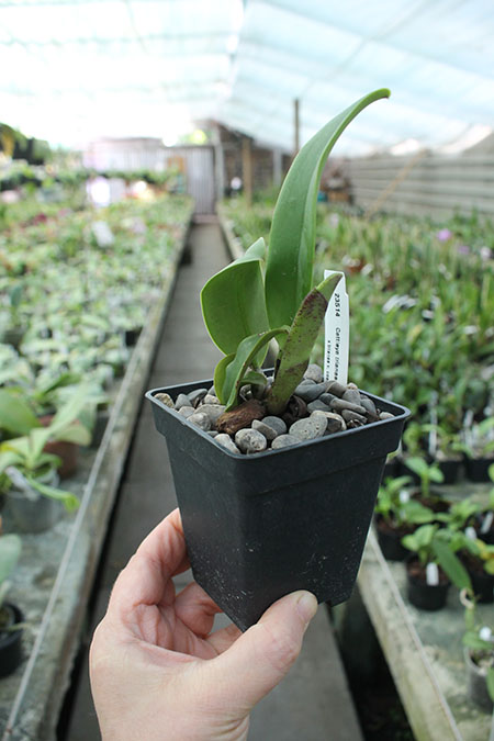 Cattleya trianae splash x coerulea.jpg