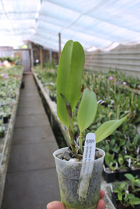 Laelia tenebrosa 'Boa Forma Negro' x tenebrosa 'None Darker'.jpg