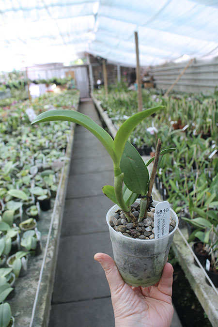 Cattleya Leoloddiglossa 'SVO Speckled Blue' x loddigesii coerulea 'Blue Sky'.jpg