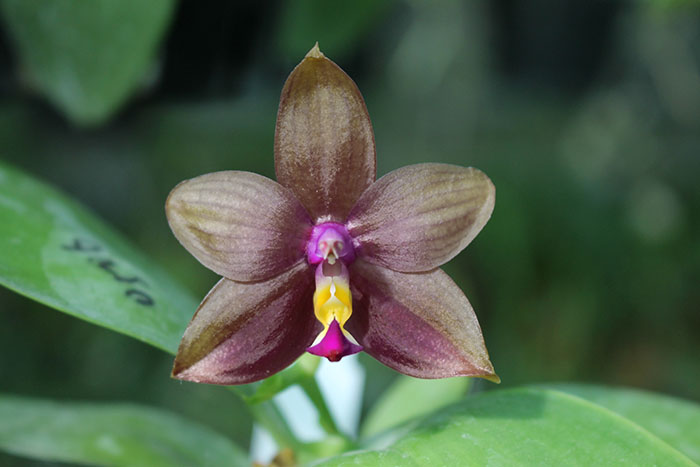 Phalaenopsis Mituo Prince 'Bb' x Mituo Reflex 'Dragon'.jpg