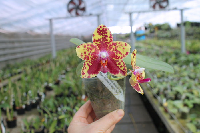 Phalaenopsis Diamond Beauty '1202' x Mituo Reflex Dragon 'B-1'.jpg